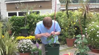 How to Grow and Care for Green Pepper Part 2 Picking off