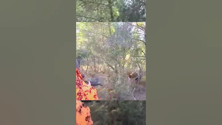 охота на кабана 🐗 #cinghiale #chasse #wildboar #охота #дикий кабан#hunting