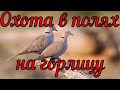 ОХОТА НА ГОЛУБЯ В КРАСНОДАРСКОМ КРАЕ