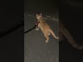 #cat 🐈 Cheeto charges into the night #leashedcat