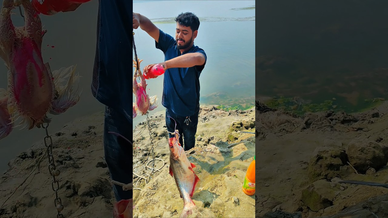 unbelievable fishing method with chicken bait 