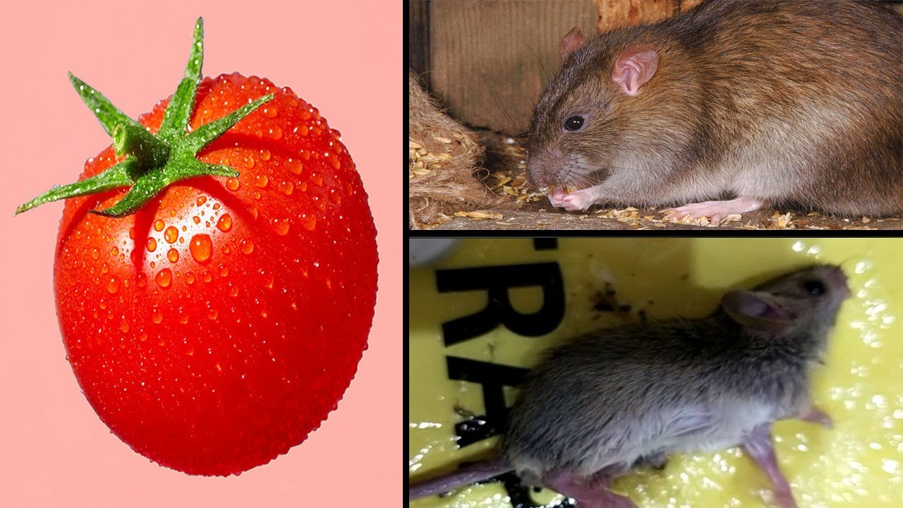 How to kill rat in 5 minutes - Get rid of rats naturally fast at home ...