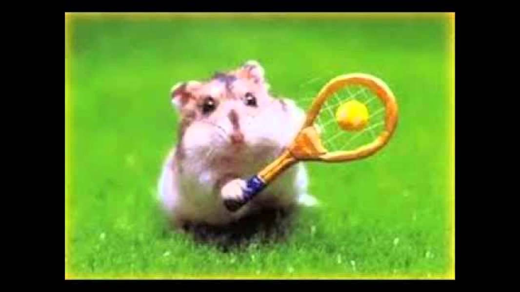 grappige dieren video :D