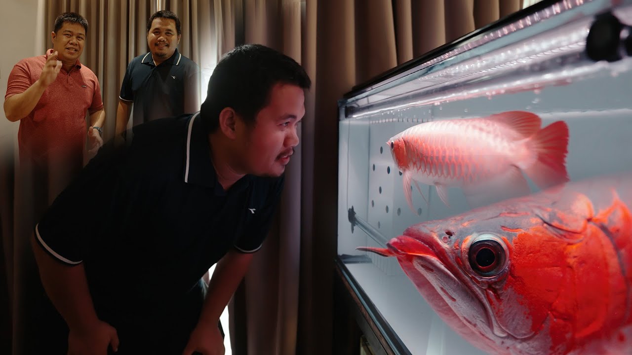 FV VLOG #102:  1 Million Pesos Worth AROWANA