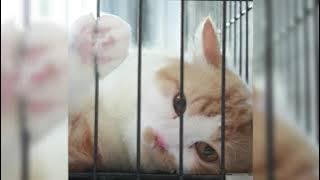 Ternyata Hanya Kamu (speed up) - Brisia Jodie & Steven Pasaribu