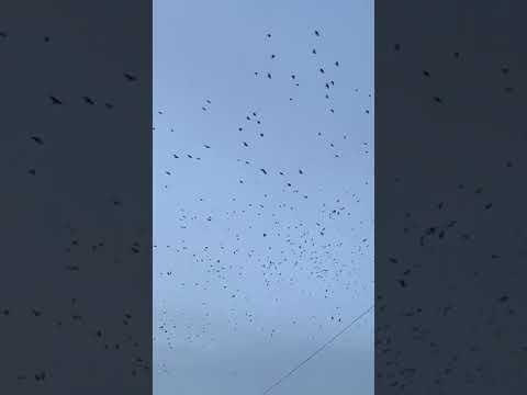птицы улетают в тёплые края