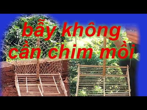 Video CÁCH làm BẪY chim không cần chim mồi đơn giản mà... - youtube
