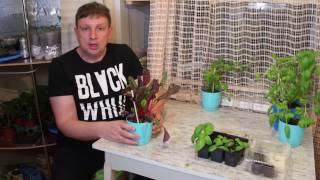 #4 Часть - Травы из супермаркета окончание весенней серии #4 Часть - Травы из супермаркета окончание весенней серии