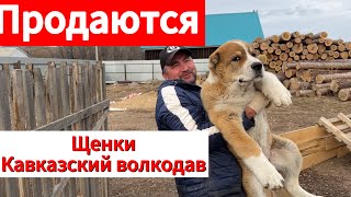 Продажа щенков Кавказский Волкодав