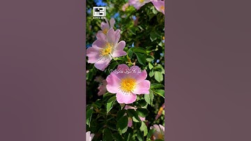 🎧 سورة التكاثر بصوت خاشع | الشيخ فارس عباد | تلاوة تلامس القلوب