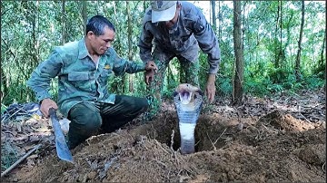 Emergency call. Two brave young men confront a group of ferocious king cobras in the forest.