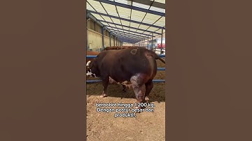 Simmental cattle #shorts #cow #simmentalcow