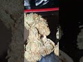 Stardawg 🍃