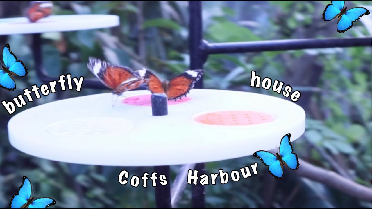 Butterfly House Coffs Harbour Allayna and Geo YouTube
