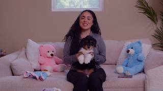If You’re Searching for Bernedoodle Puppies in Texas | Mini Bernedoodle Puppies for Sale in Texas