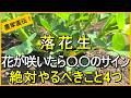 【落花生栽培】放置はNG！花が咲いたらやるべき5つのお世話を解説【有機農家直伝！無農薬で育てる家庭菜園】　26/7/21