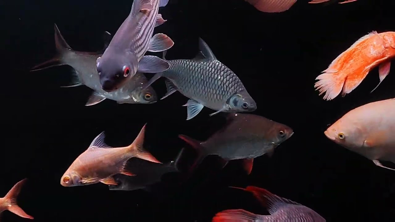 Temoleh ( Tank cleaner )