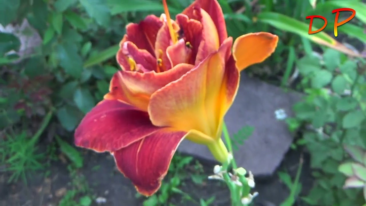 20 сортов лилейников моего сада (известных и неизвестных) 2023 