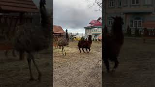 Бешеный Страус)🦙