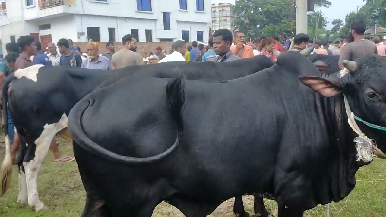 cow unloading video, cow videos, cow video, goru hamba