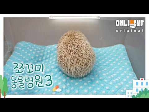 쪼꼬미 동물병원 시즌3 20화 (내원환자 : 고슴도치 자몽이님)ㅣHedgehog Visits the Hospital Due to a Tumor