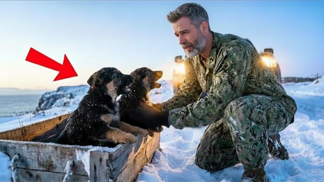 The Lonely SEAL and Two Puppies God Sent to Melt His Frozen Heart — Emotional & Heartwarming