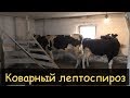 Одна из причин почему не покрывается корова/Лептоспироз/