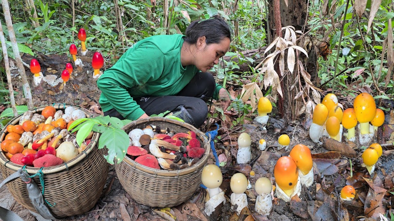 ขึ้นเขาเก็บเห็ดวันนี้เห็ดระโงกเหลืองแดงขาว เห็ดผึ้งข้าวผึ้งรวมออกสุดจริงๆวันนี้ได้เป็นหาบ!03มิ.ย2568