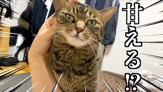 Tenchan Finally Started To Act Affectionate Toward Me