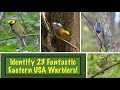 Learn to identify 23 eastern usa warblers
