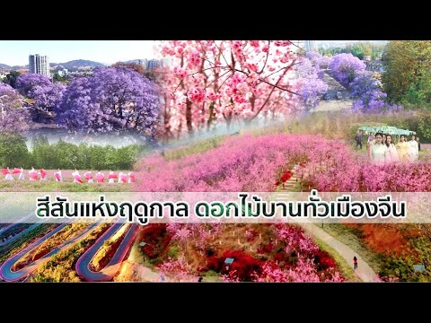 วีดีโอ: เศษดอกไม้สดในโครงการศิลปะดอกไม้หัก