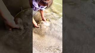 How to Catch a Softshell Turtle — Smart River Trick!