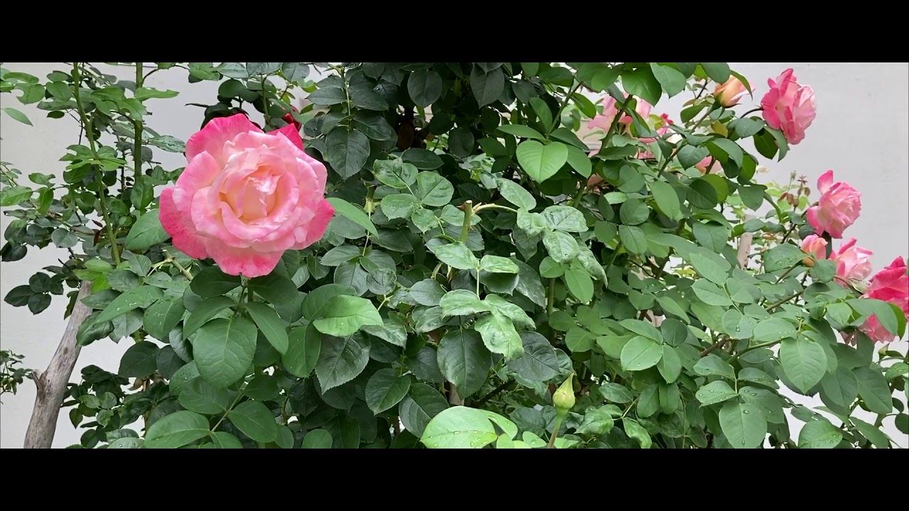 Strauss: Feuerfest / Chorus Viennensis · Guido Mancusi