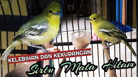 kelebihan dan kekurangan sirtu mata hitam