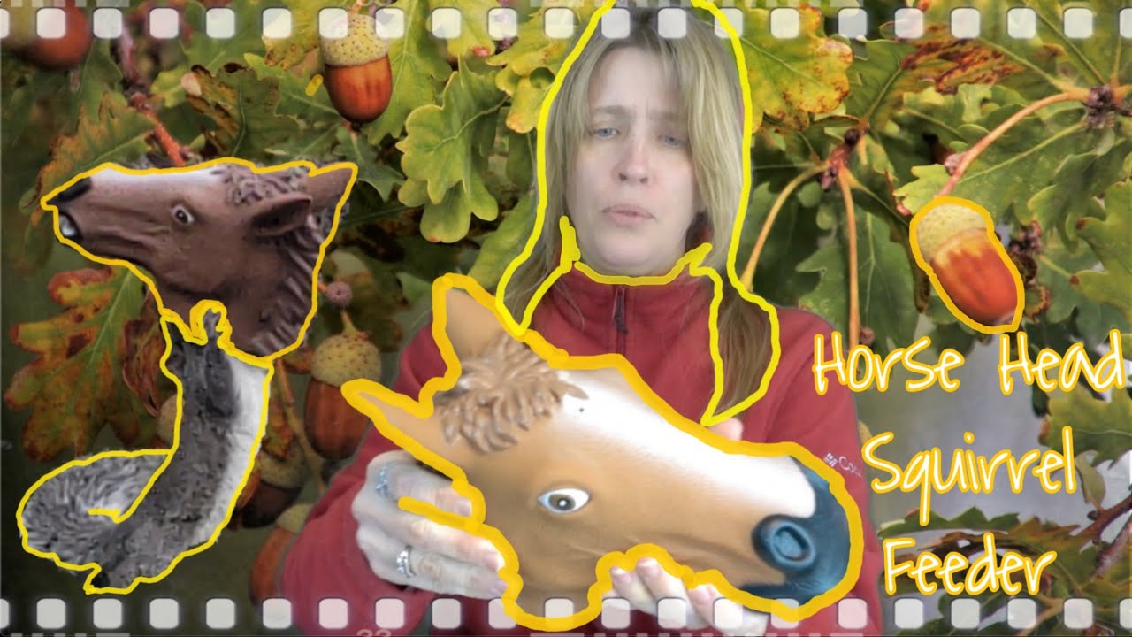 Horse Head Squirrel 🐿️ 🐎Feeder Beginner level English Comedero de