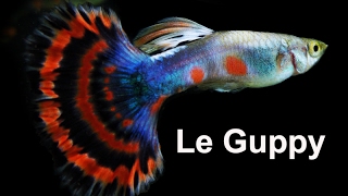 Le guppy