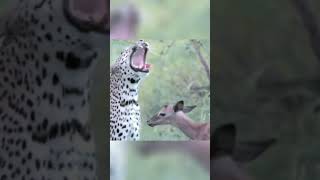 Леопард играет с маленькой антилопой