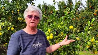 How to pick Limes and Lemons the right way?