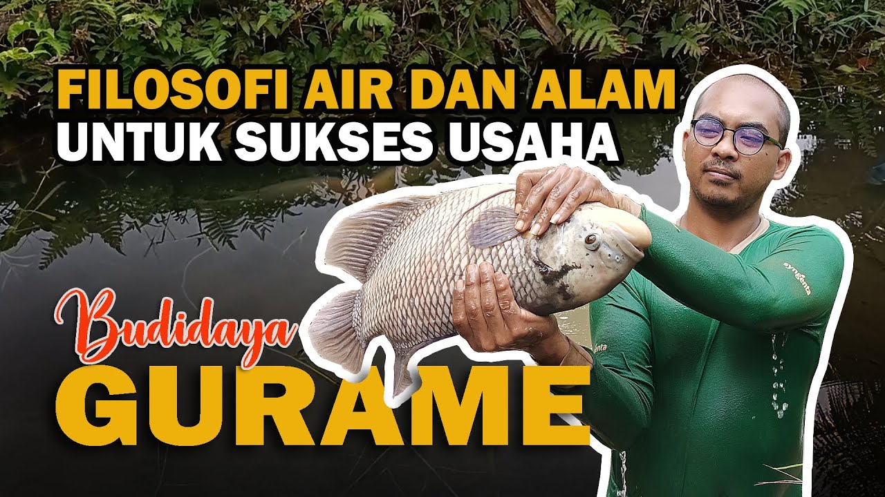 FILOSOFI AIR DAN ALAM UNTUK SUKSES USAHA BUDIDAYA GURAME | EMPANG FAHRUL