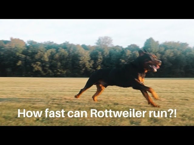 How fast can a Rottweiler Run? |16 