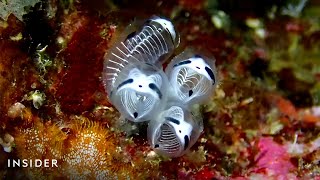 Adorable 'Panda Skeleton' Sea Squirt Identified As New Species | Insider News