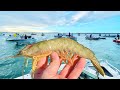 Netting HUGE Prawns, the secret is out! (Delicious catch & cook)