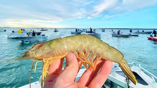 Netting HUGE Prawns, the secret is out! (Delicious catch & cook)
