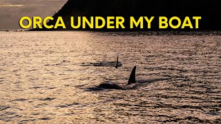 An amazing close encounter of the Orca kind