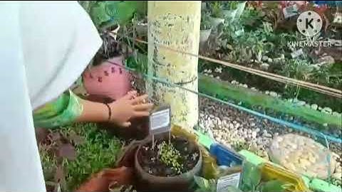 "mini garden" tugas vlog mapel informatika || nadzwa annaziah putri kelas:94