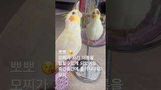 앵모닝 うちのオカメ 우리집 왕관앵무 왕관앵무 모찌의 아침