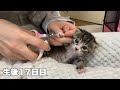 初めての爪切りでアンヨパタパタ【ゲンハピノン成長日記#12】Kitten cutting her nails for the first time