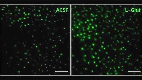 Neuron-glia signaling in developing retina mediated by neurotransmitter spillover