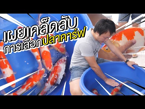 พี่โจ้ KOIKICHI มาสอนวิธีการเลือกปลาคาร์ฟ ต้องดูอะไรบ้าง? | KOI DAILY By The PETTO EP.78