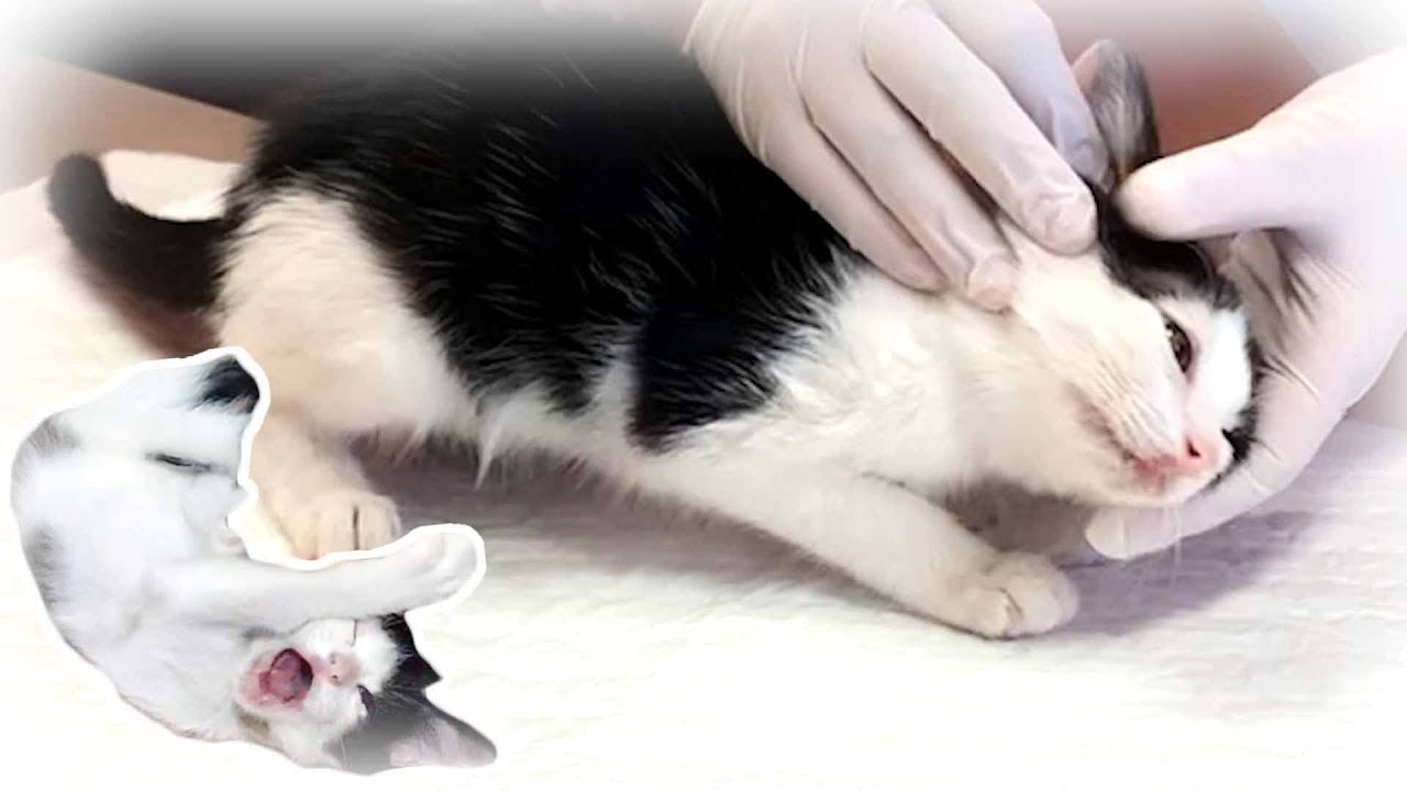 捨て猫子猫病院で2つの病気が発覚！長い戦いが始まります Two illnesses discovered at kitten hospital